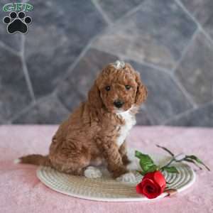 Willis, Miniature Poodle Puppy